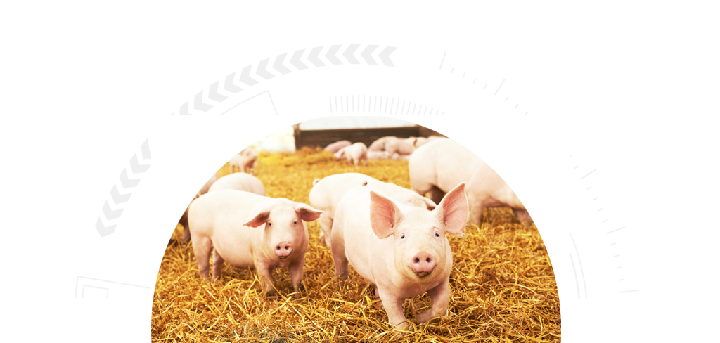 metzgerei-schiller-hof-qualitaet-1024x488_schweine-09-2023
